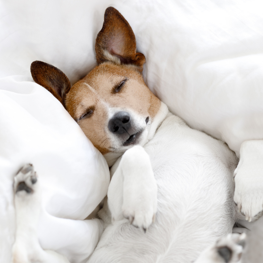 Adorable Sleeping Dog on the Couch